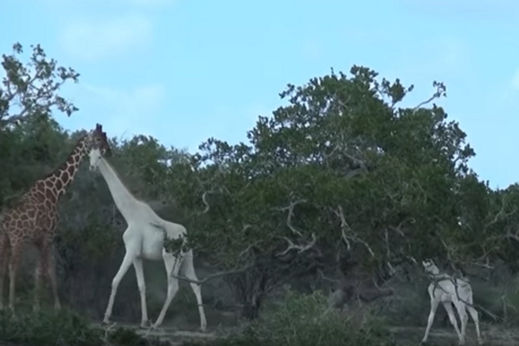 В Африке запечатлели белых жирафов