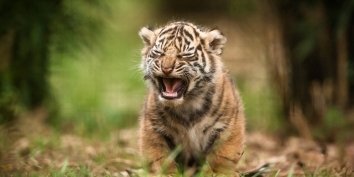 У амурской тигрицы, которая уже привыкла жить в неволе, появились шесть тигрят.